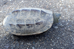Mauremys reevesii