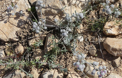 Teucrium
