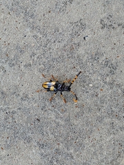 Dendrobias mandibularis