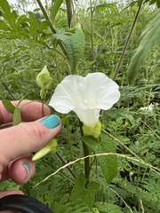 Calystegia silvatica
