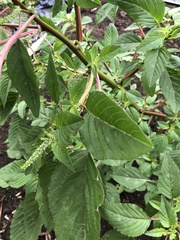 Amaranthus