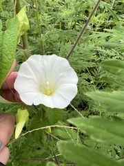 Calystegia silvatica