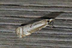 Microcrambus