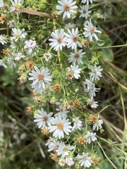Symphyotrichum ericoides