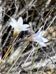 Ixia rapunculoides