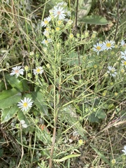 Symphyotrichum ericoides