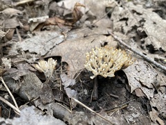 Sebacina schweinitzii