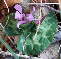 Cyclamen purpurascens