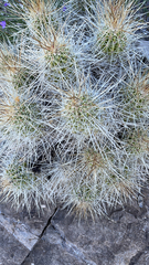 Echinocereus stramineus