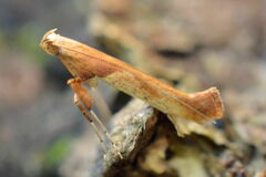 Caloptilia
