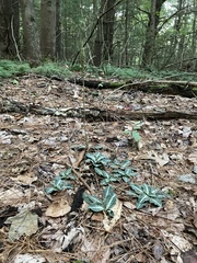 Goodyera pubescens