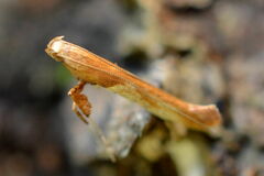 Caloptilia