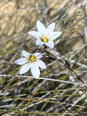 Ixia rapunculoides