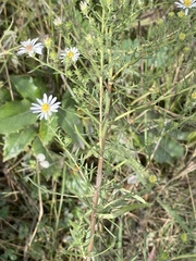 Symphyotrichum ericoides