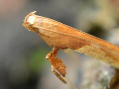 Caloptilia