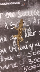 Hemidactylus platycephalus