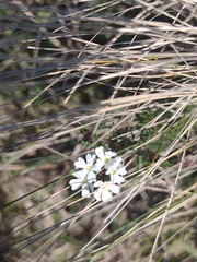 Glandularia platensis