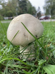 Agaricus arvensis