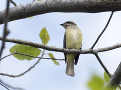 Legatus leucophaius