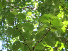 Betula ermanii