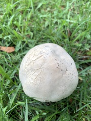 Agaricus arvensis