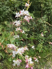 Oenothera filiformis