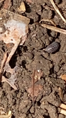 Armadillidium nasatum