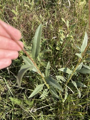 Helianthus pauciflorus