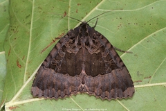 Mormo maura
