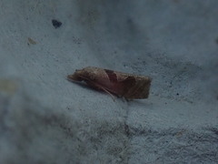 Pelochrista similiana