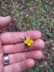 Ludwigia linearis