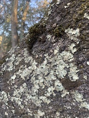 Flavopunctelia flaventior