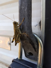 Melanoplus differentialis