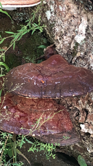 Ganoderma