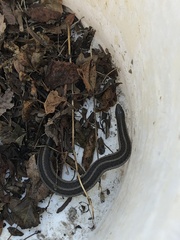 Tropidoclonion lineatum