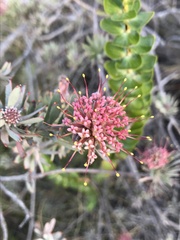 Leucospermum wittebergense
