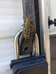 Melanoplus differentialis