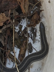 Tropidoclonion lineatum