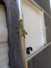 Melanoplus differentialis