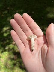 Russula amoenolens