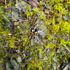 Peltigera rufescens