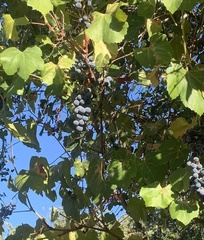 Vitis californica