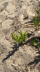 Ambrosia psilostachya