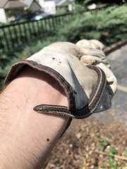 Tropidoclonion lineatum