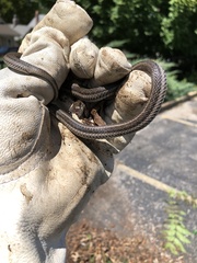 Tropidoclonion lineatum