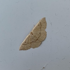 Cyclophora dataria