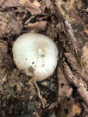 Agaricus