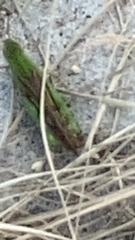 Chortophaga australior