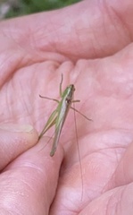 Conocephalus fasciatus