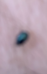 Plagiodera versicolora